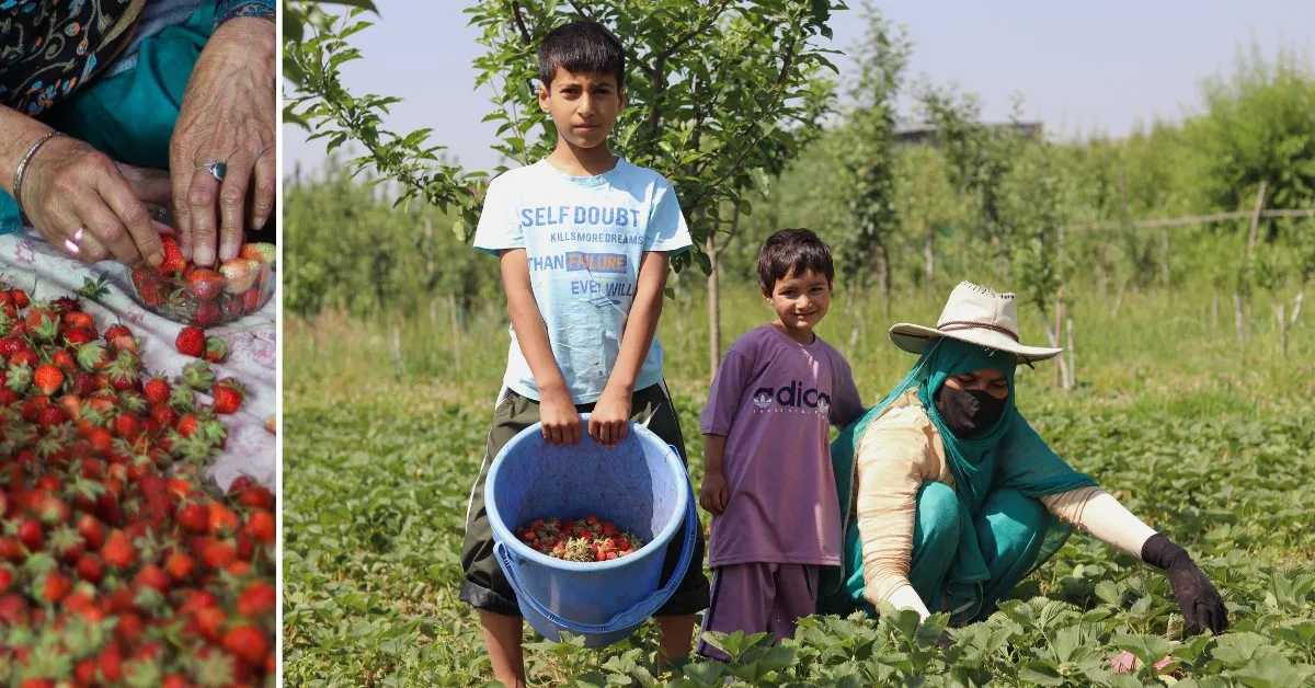 starwberry farming in Kashmir