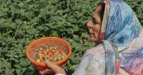 starwberry farming in Kashmir