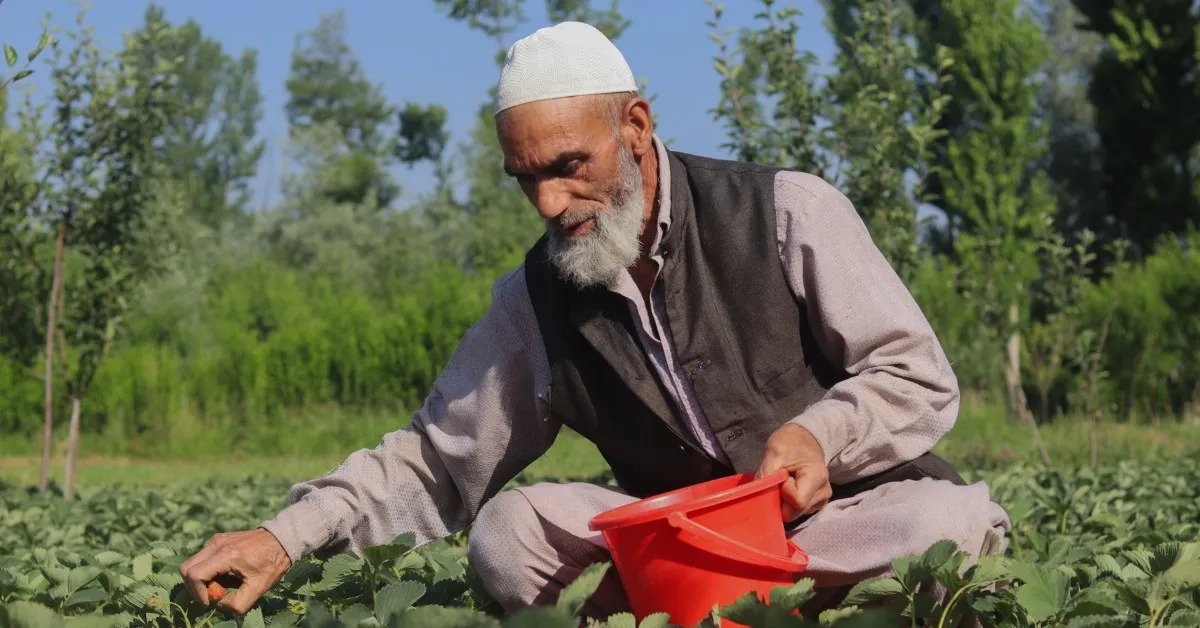 starwberry farming in Kashmir
