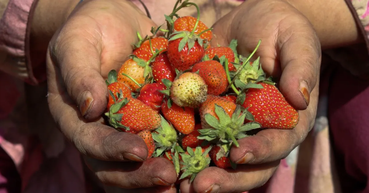 starwberry farming in Kashmir