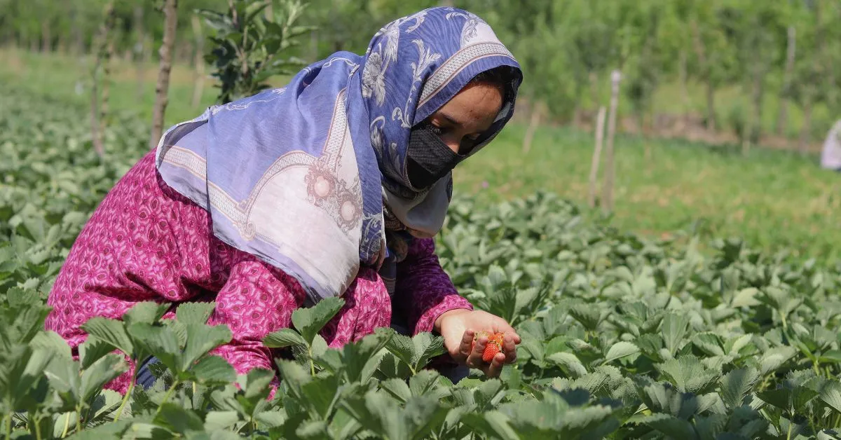 starwberry farming in Kashmir