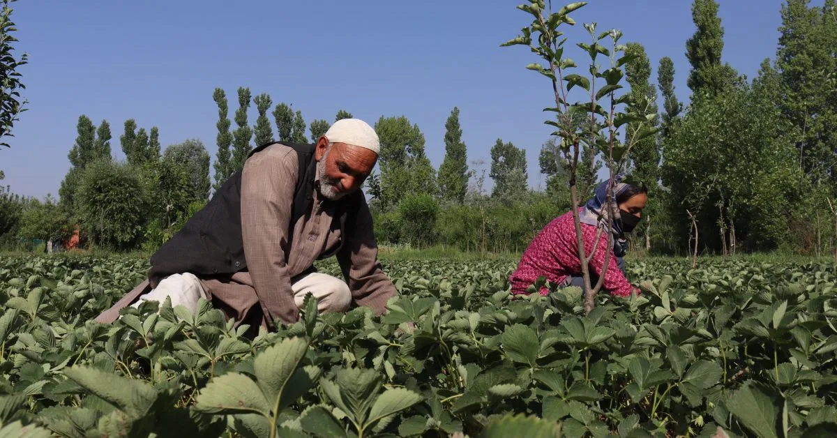 starwberry farming in Kashmir
