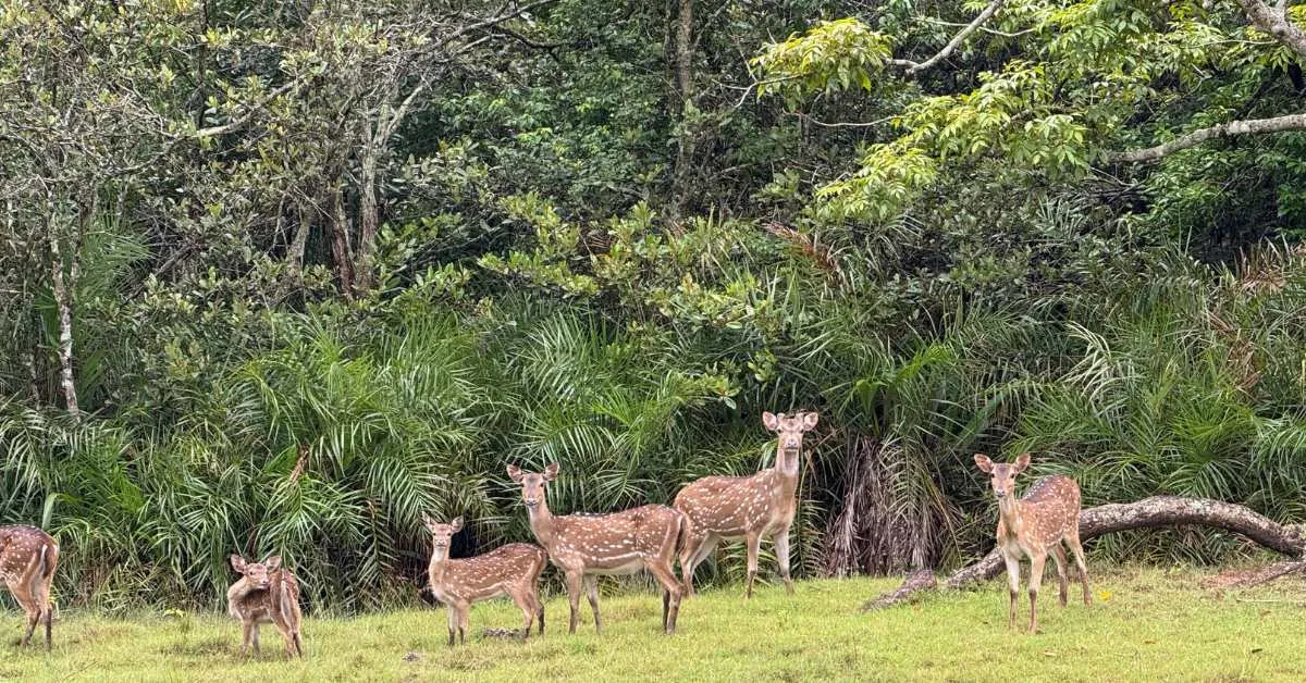 Bhitarkanika’s mangrove ecosystem shelters diverse wildlife alongside vulnerable human communities.