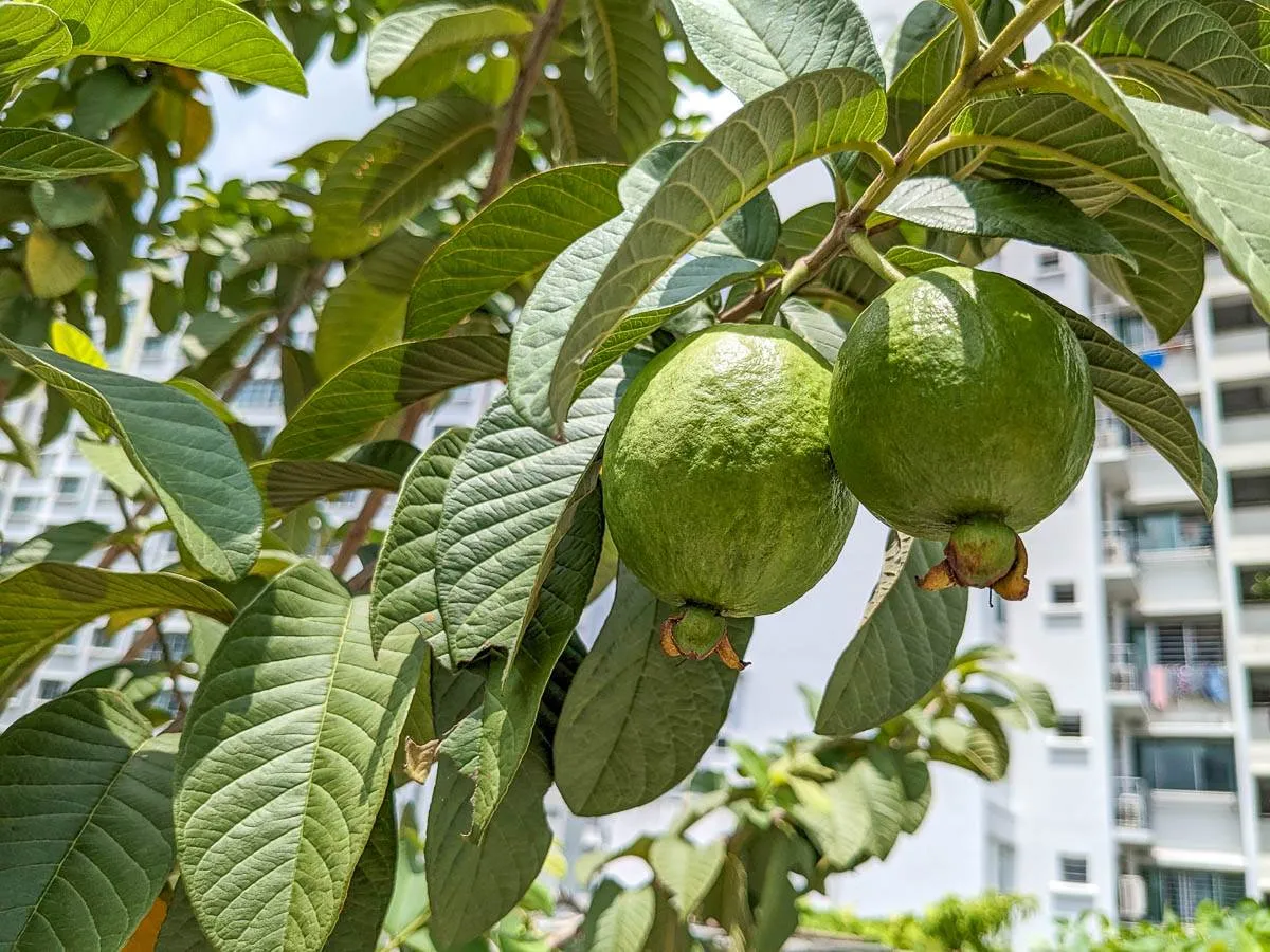 Guavas are typically ready three to four months after flowering; Picture source: GardeningSG