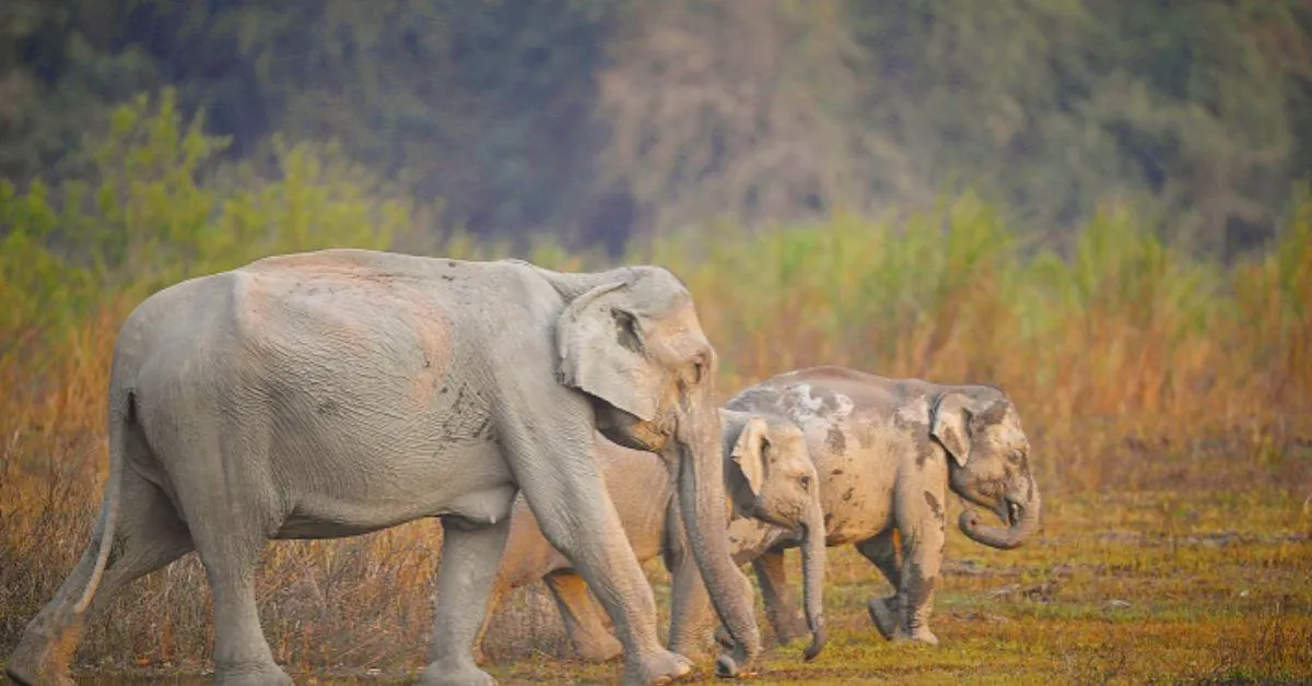 Kaziranga National Park was once a game sanctuary notorious for poaching activities