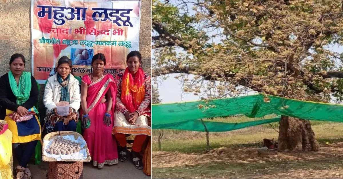 The Uda Majhlitand village has transformed Mahua flower collection from a source of conflict to a driver of economic prosperity.