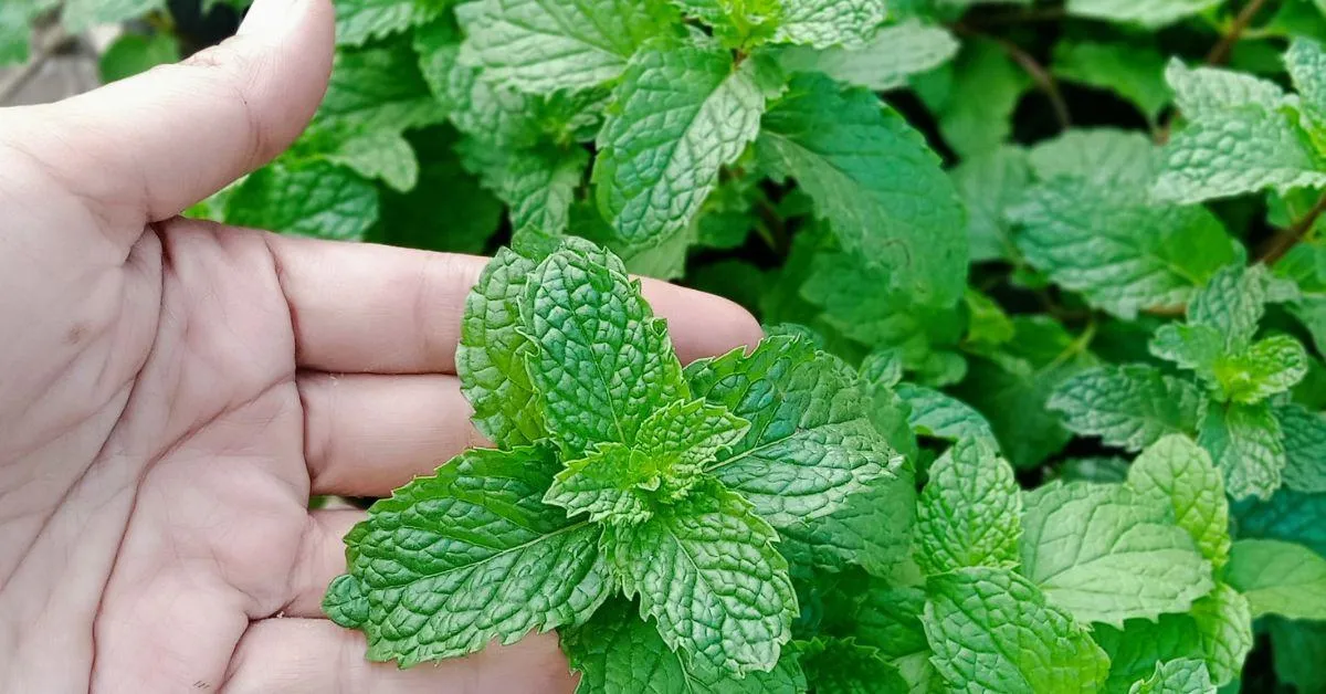 Homegrown mint boasts a superior taste, enhanced by the sense of accomplishment in nurturing it yourself.
