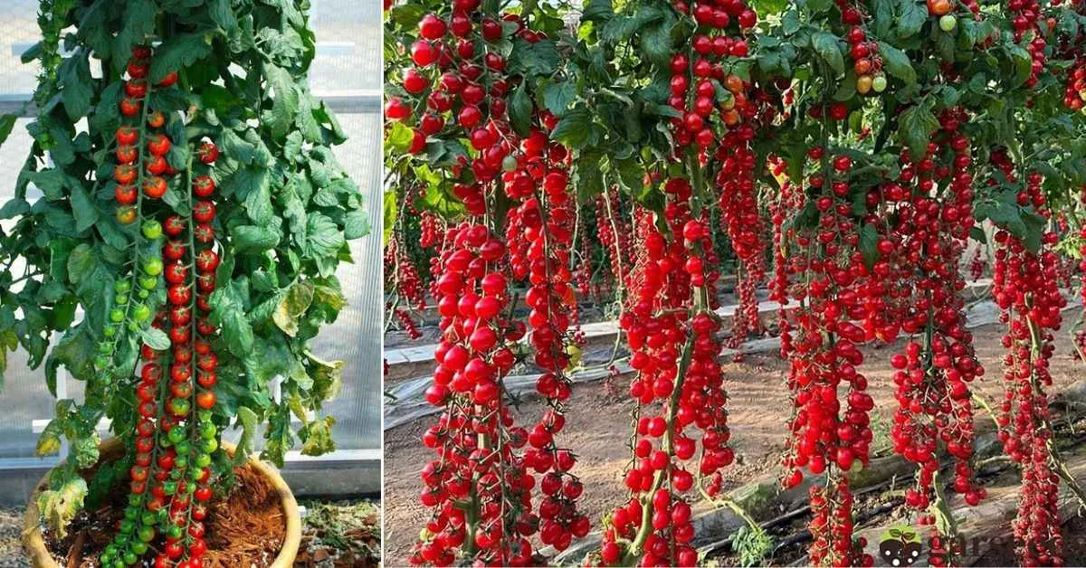 To encourage the iconic waterfall effect, use sturdy trellises to support your growing giants. 