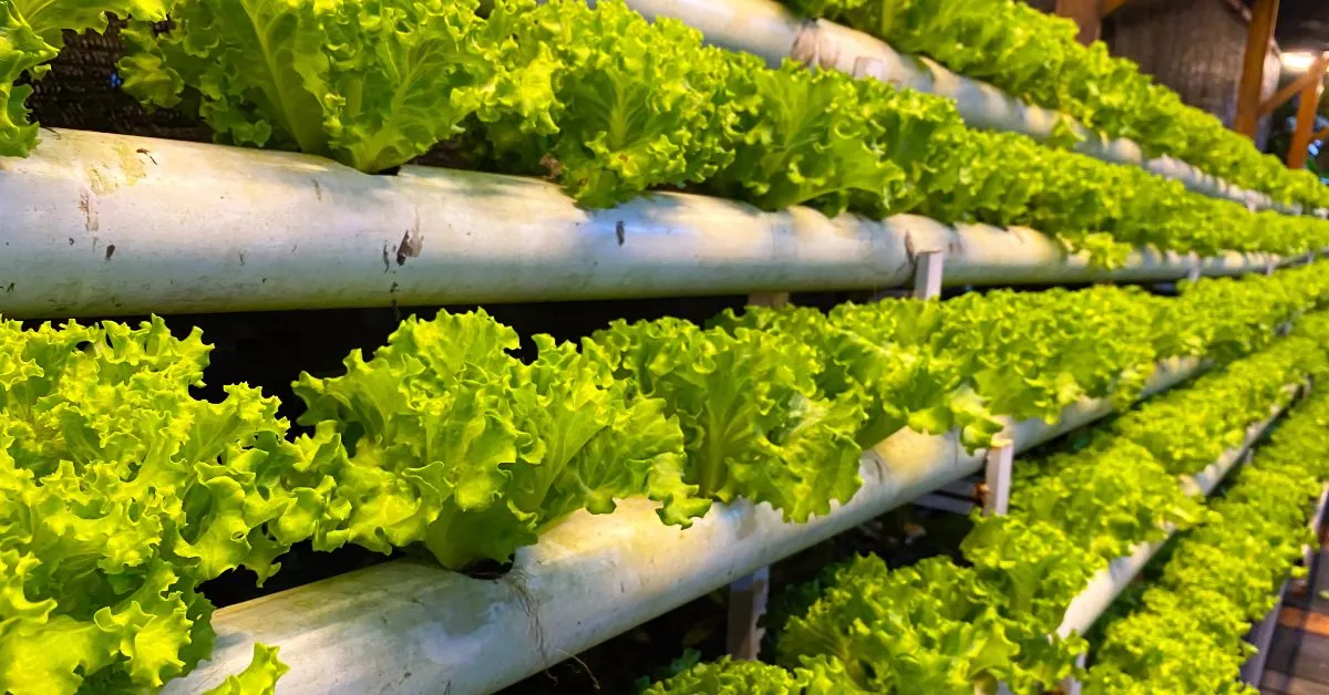 Small missteps, like the wrong light wavelength or water temperature, can stunt plant growth in hydroponics; Picture source: Mango Farm Land