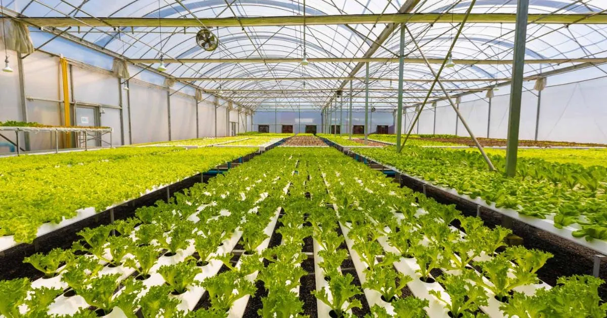 Hydroponics is not a shortcut to success; it takes patience, knowledge, and experimentation; Picture source: AgriERP