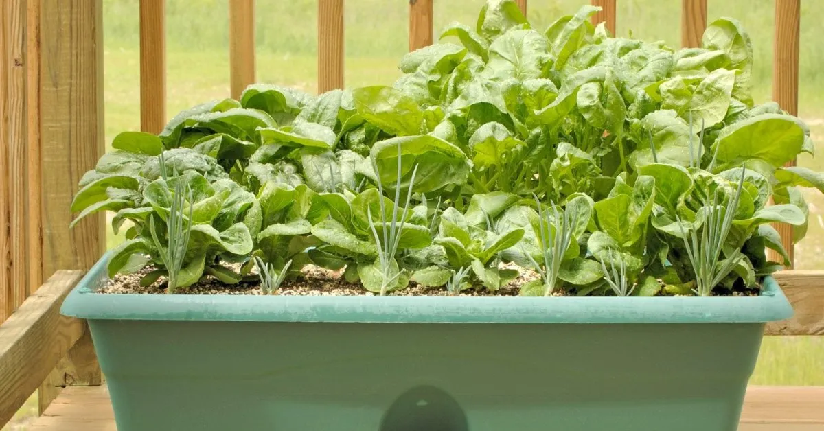 Spinach is a hardy leafy green that grows quickly in well-drained soil; Picture source: Gardening Know How
