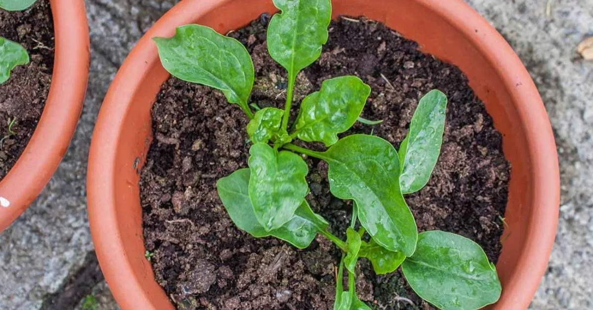 The leaves of a spinach plant can be dried and crushed to make a gentle green powder; Picture source: Gardener's Path