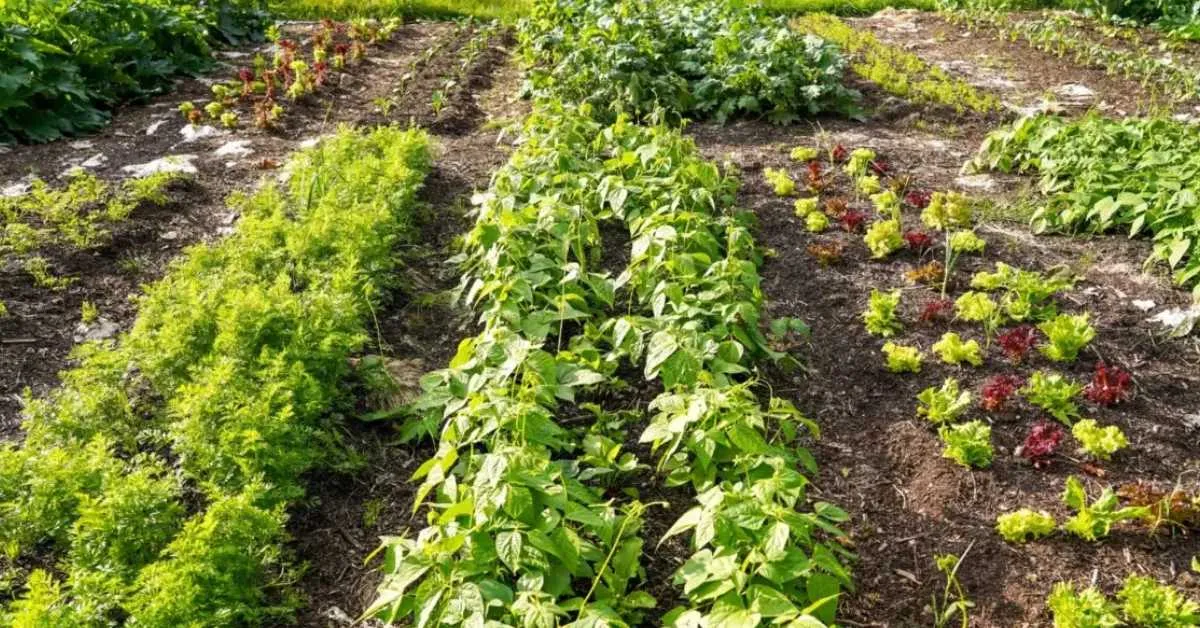 Instead of planting a single crop in a single space, try to mimic natural ecosystems by combining plants of different sizes and functions; Picture source: modernfarmer.com