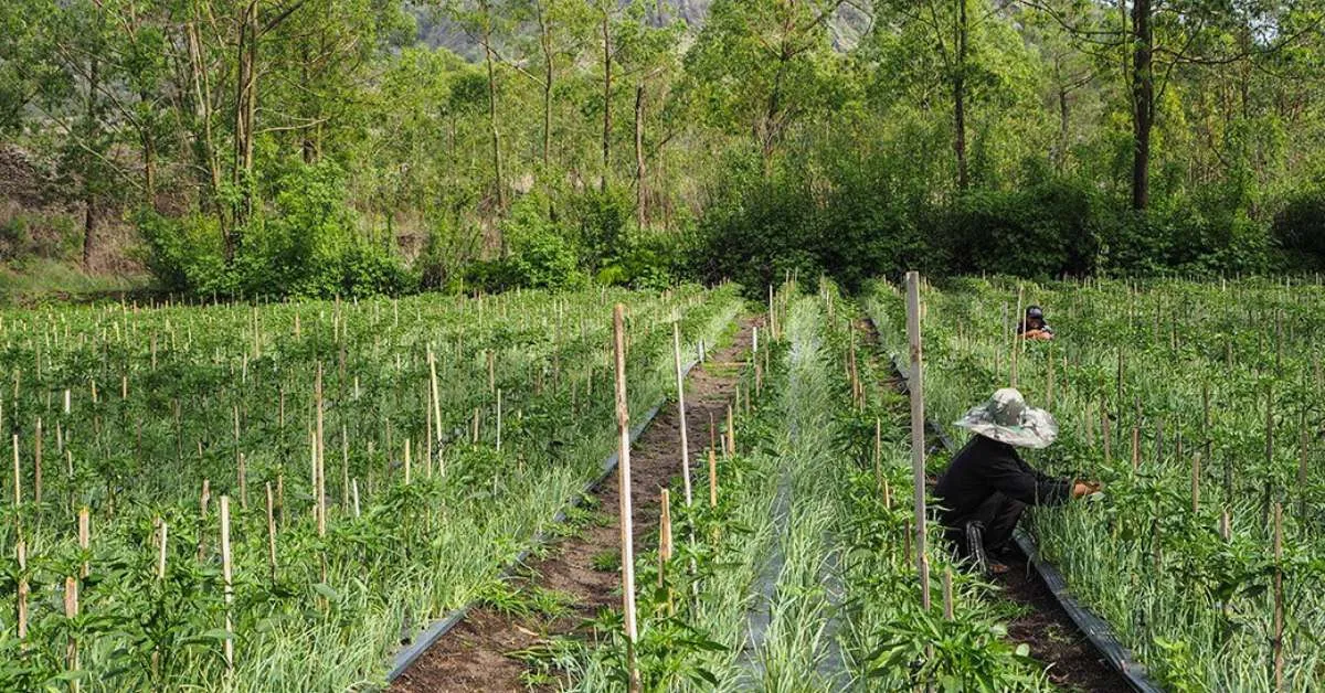 Connect with local permaculture groups or online forums to share ideas, ask questions, and gain insights from others before starting your system; Picture source: Wandering Farmers
