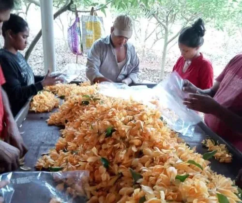 Sonchafa flower farming profits