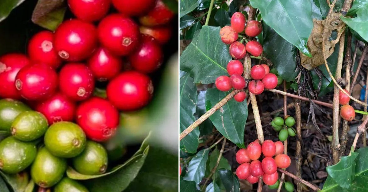 HR Iyer transformed 18-acres of land into a thriving farm of coffee, pepper, and cardamom.
