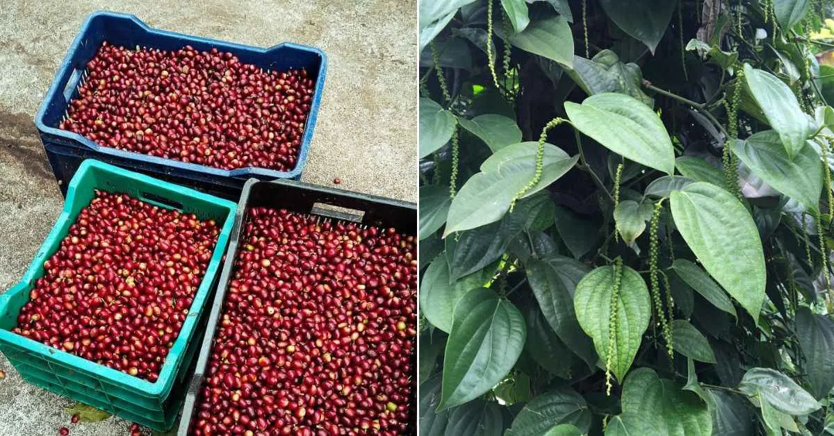 The farm produces organic coffee, cardamom, and black pepper, bringing Iyer immense satisfaction.