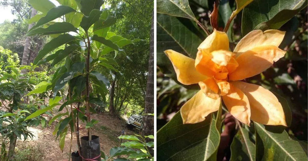 Sonchafa flower farming profits