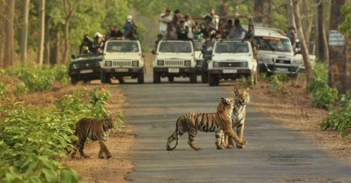 Spread across 731 hectares, Bannerghata packs in a zoo, safari zones where you might spot tigers, lions, sloth bears, or herbivores. 