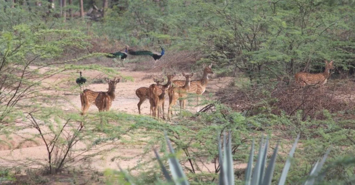 Gurusamy says the open land with greenery became a safe habitat with assured food for the deer.