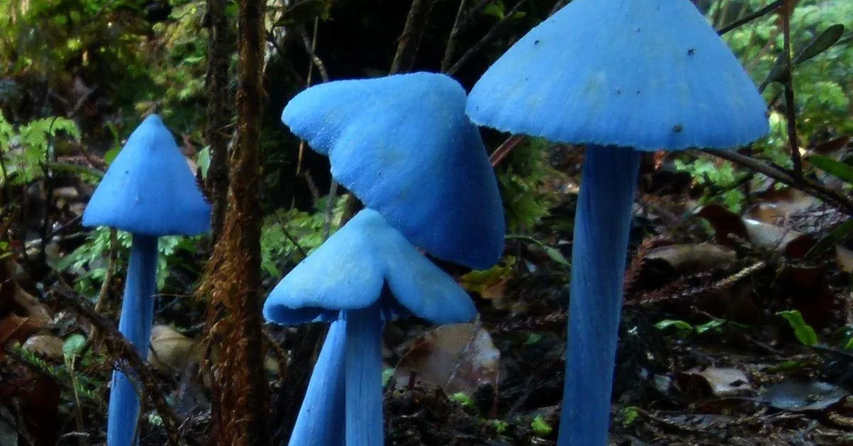 The blue pinkgill mushroom looks like it has been painted straight out of an artist’s palette. 