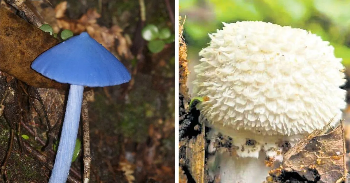 The blue pinkgill mushroom (L) and the shuttercock mushroom (R) are vital components of forest health.