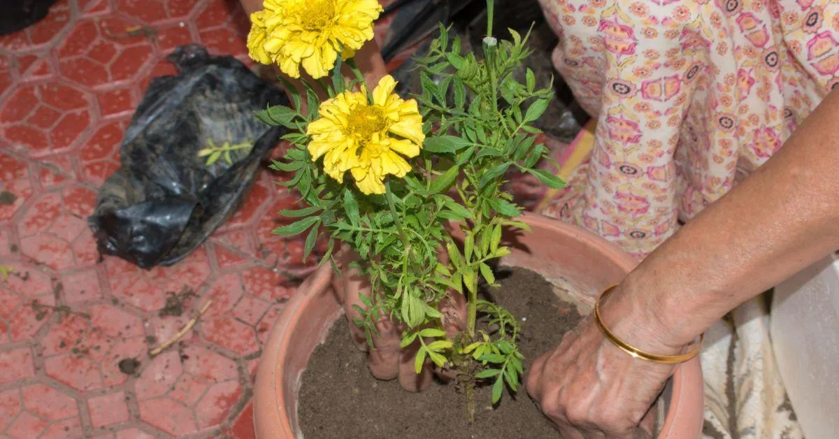 October was always “the month of marigolds”, when every backyard, balcony pot, or courtyard seemed to await its share of yellow and saffron.
