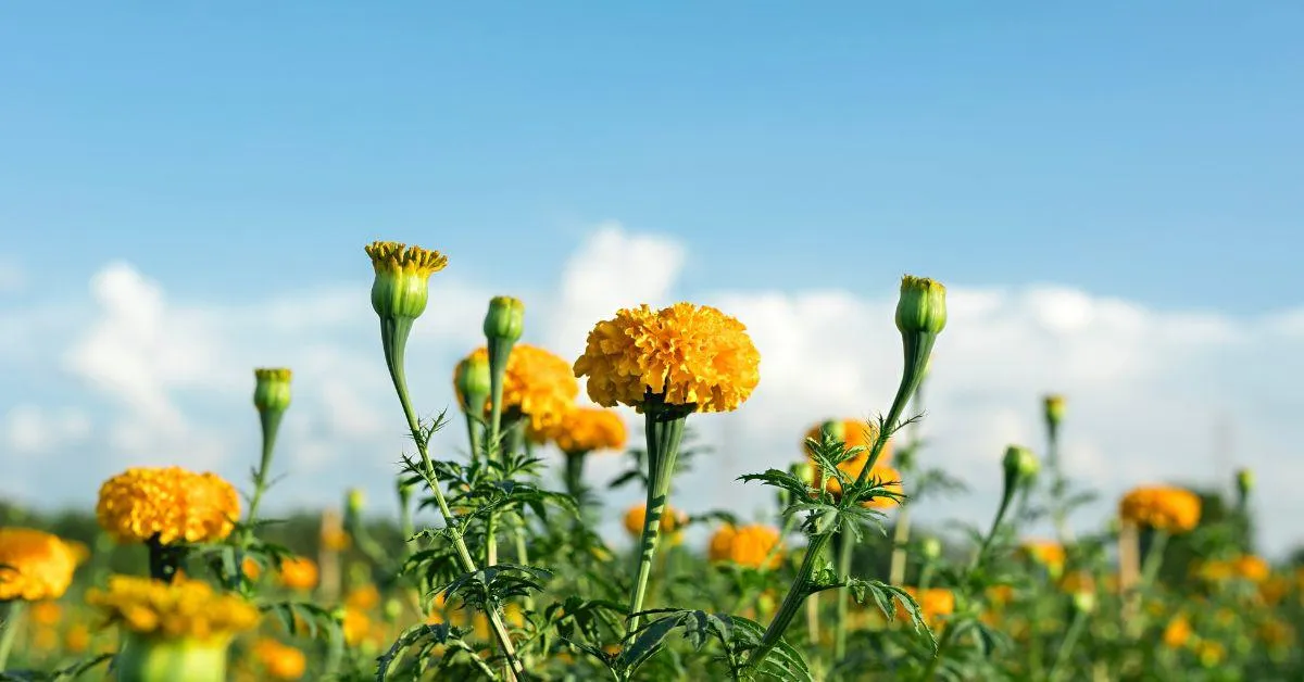 Bright, vibrant, and fragrant, marigolds were indispensable for garlands, temple offerings, and door hangings