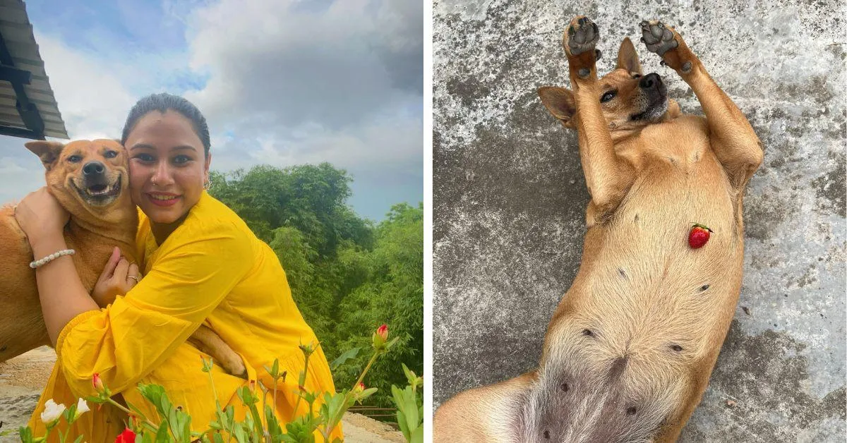 International Dog Day TBI pets