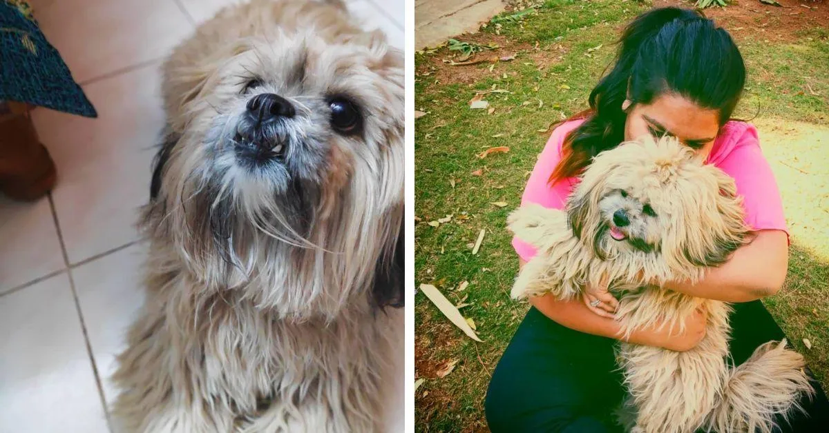International Dog Day TBI pets