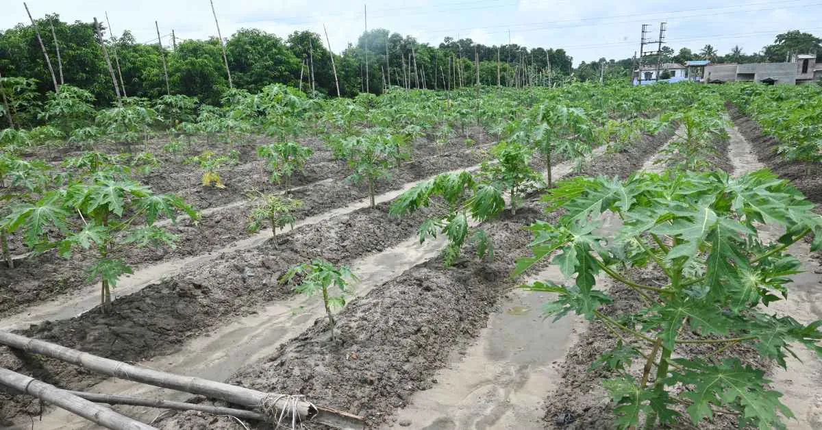 New papaya variety by Bengal farmer