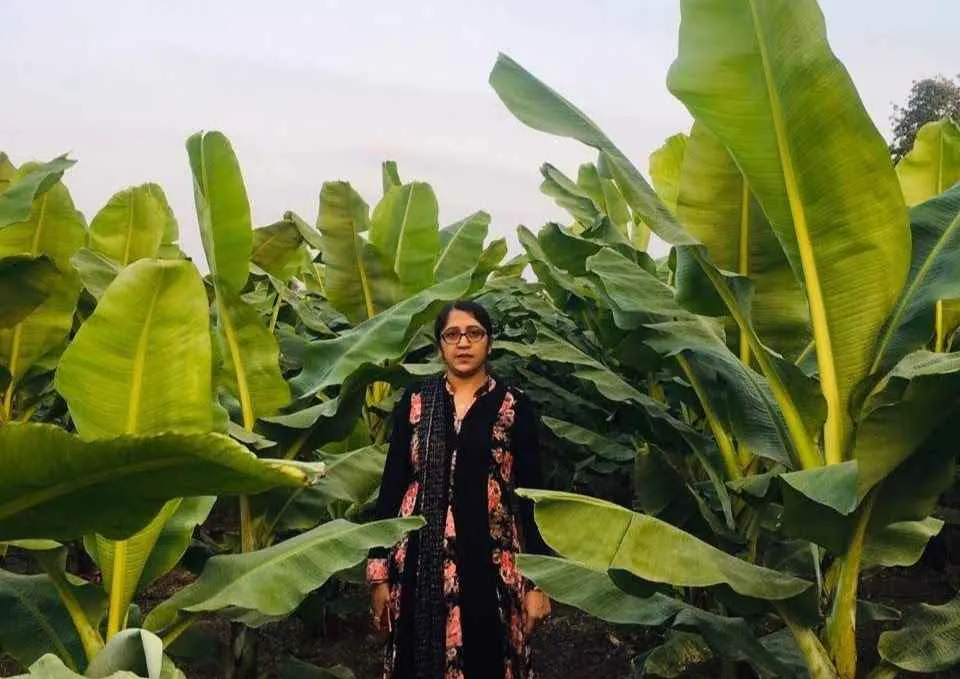 Vaishali Patil Khapli wheat Jalgaon
