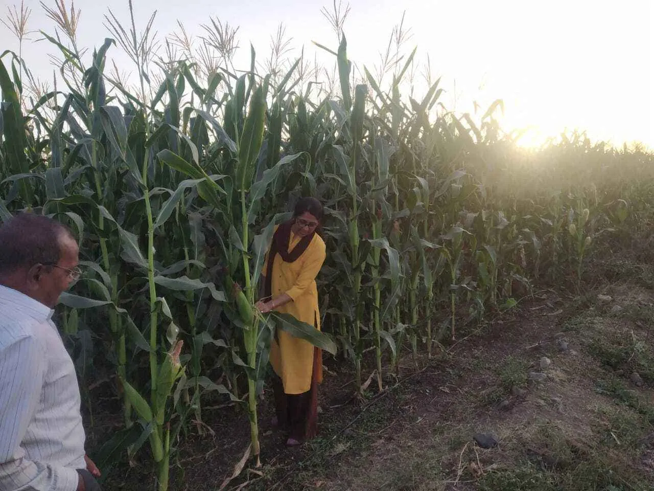 Vaishali Patil Khapli wheat Jalgaon