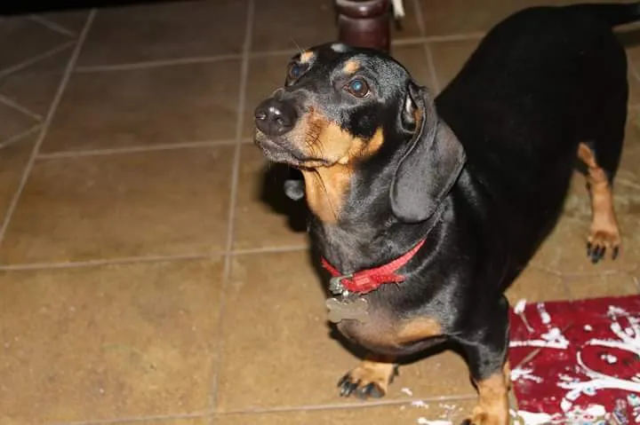 International Dog Day TBI pets