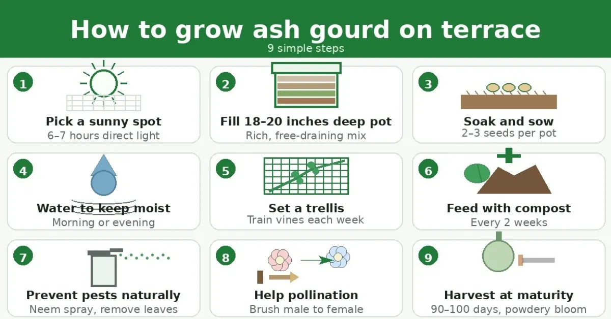 Follow this nine-step plan to grow ash gourd on your terrace. 