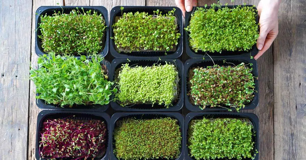 <br />
Busy parents can easily incorporate microgreens in their child's diet.