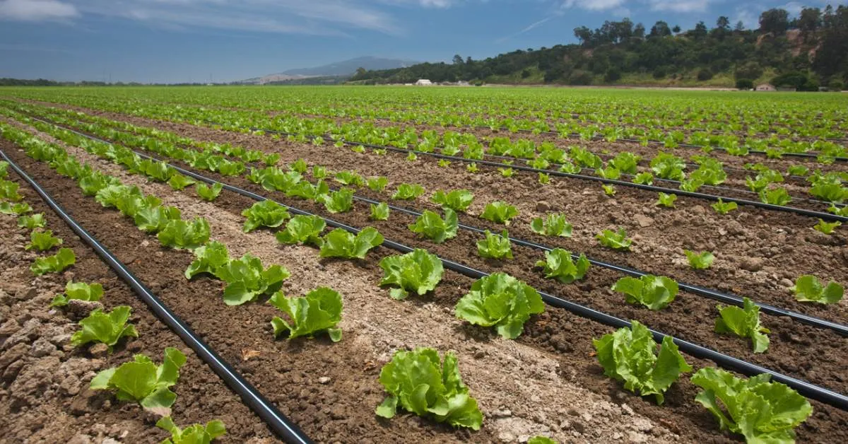 Drip irrigation presents a smart solution to deliver water straight to the roots and boost crop productivity; Picture source: Rivulis