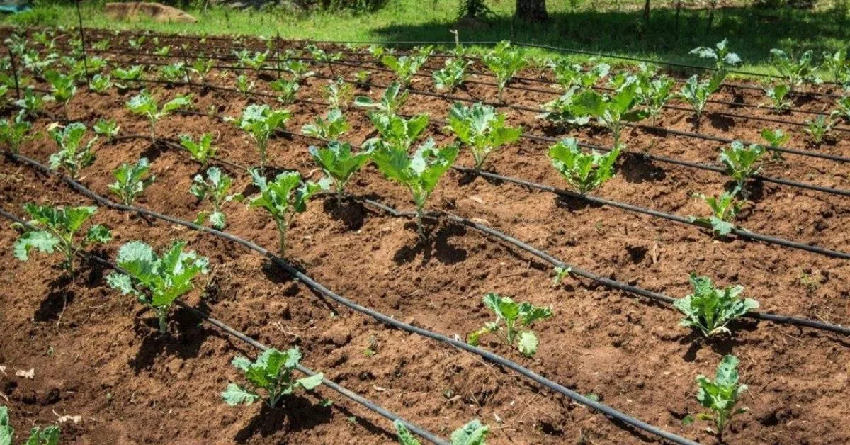 Choosing quality components suited to your farm's size will guarantee that the drip irrigation system lasts; Picture source: Drip Irrigation