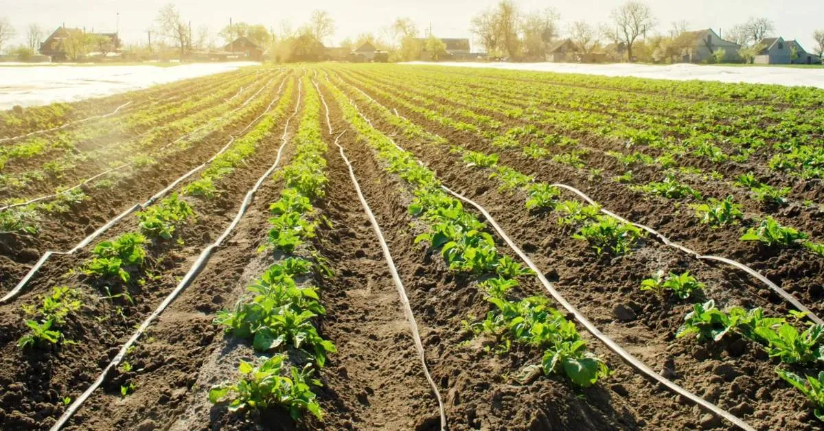 To maintain the drip irrigation system function smoothly, clean the filters often and flush the pipes to remove any sediment build-up; Picture source: Mahavir Water Tanks 