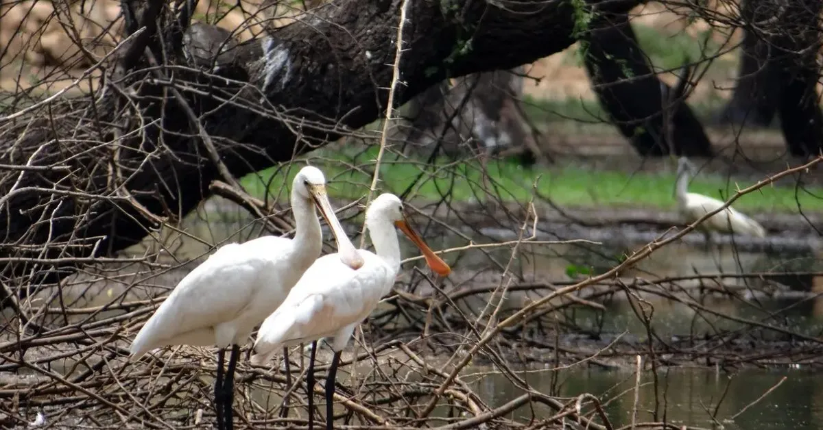 The Karnala Bird Sanctuary is home to over 150 species of resident and migratory birds; Picture source: Surojit Palmal