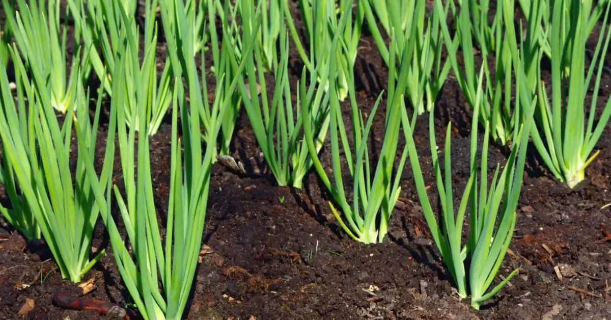 Spring onions require minimal care and can be grown easily in small spaces; Picture source: Simply Seed