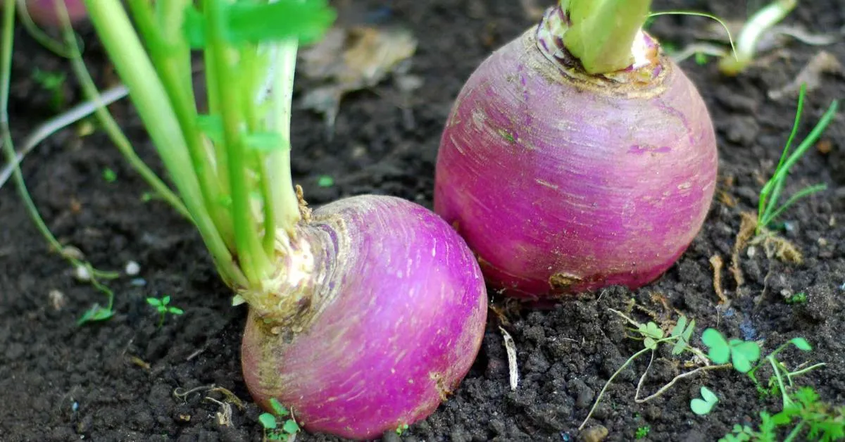 You must harvest turnips when young for the best flavour; Picture source: The Spruce