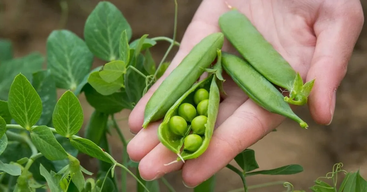 Sow sweet peas in deep pots or seed trays, and they will establish strong roots; Picture source: Sow Right Seeds