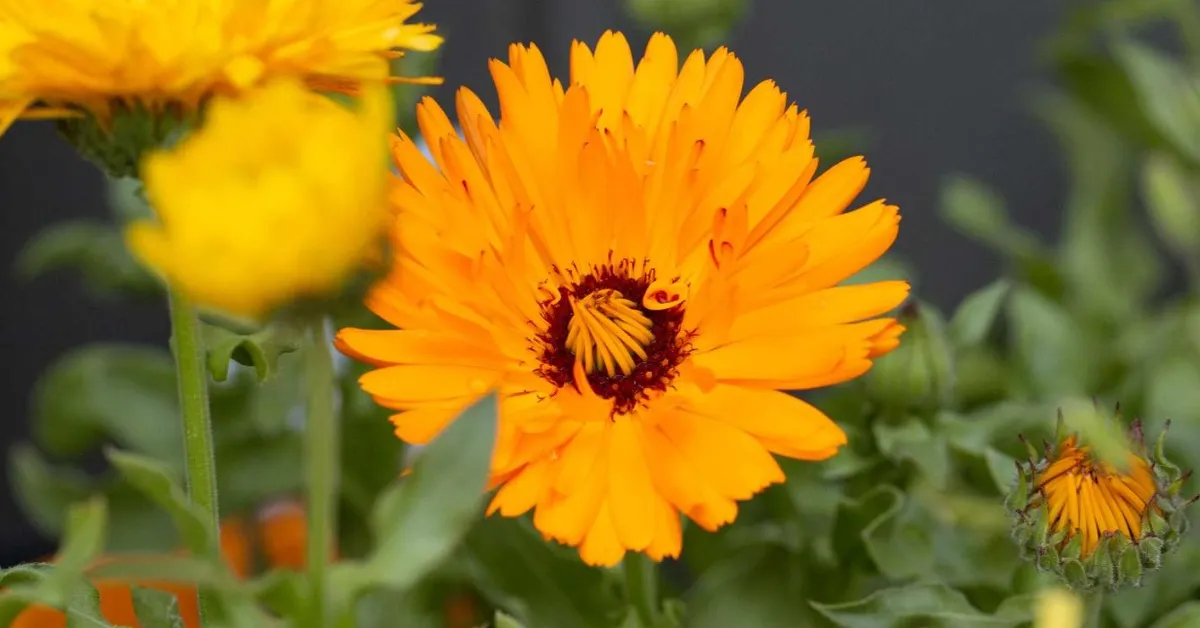 September is the best time to plant wallflower seeds so they can grow by next spring; Picture source: The Spruce