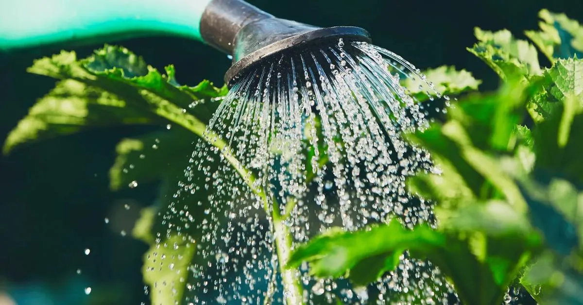 Water your plants early in the morning to reduce evaporation; Picture source: Safer Brand