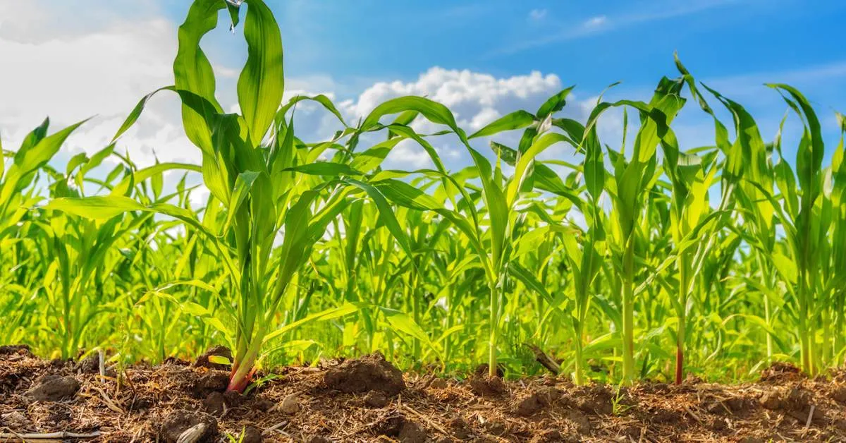 Use compost properly because it helps to balance moisture and nutrients, which are important for crops; Picture source: Earth.com