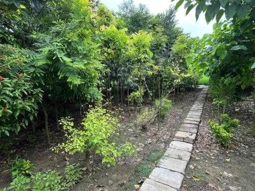 The native trees help to use water wisely and improve the health of the soil
