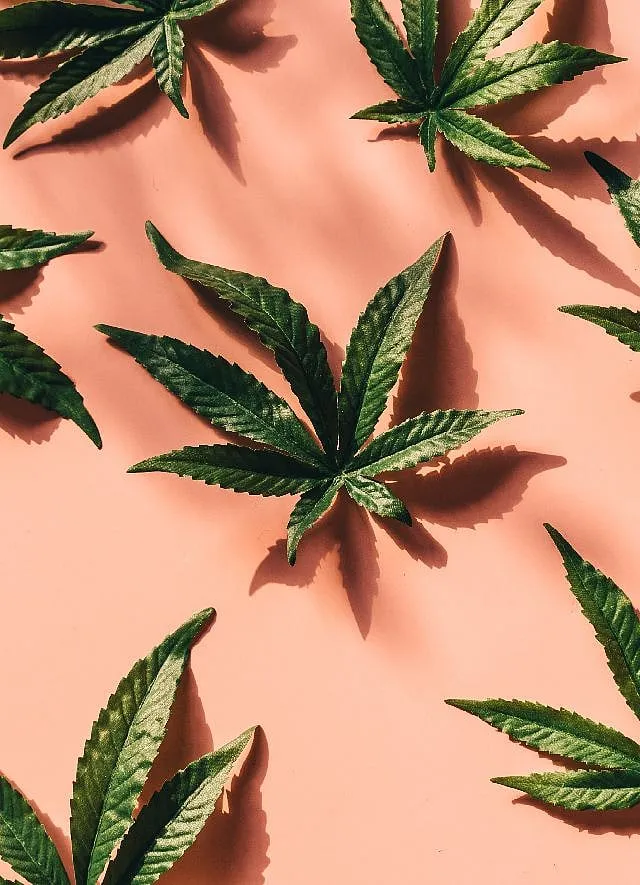CBG, or cannabigerol, is the mother cannabinoid—the precursor to the other cannabinoids, such as CBD. Image: Pexels 