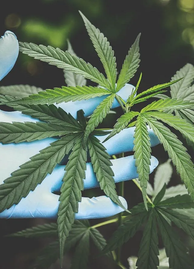 Apart from being an extremely expensive and precious process, making CBG accessible to the world comes with its own set of obstacles. In India, it starts at the root—destigmatising the plant. Image: Pexels 