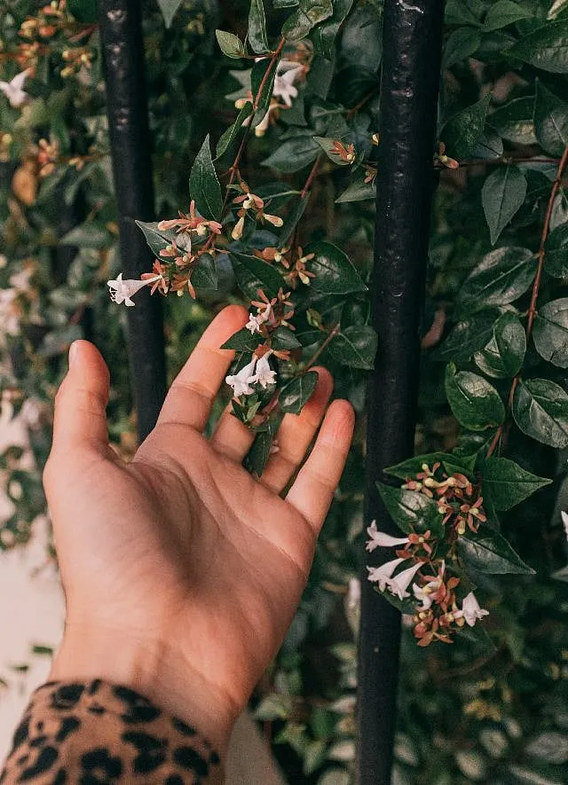 Many of your favourite perfumes have flowers like jasmine and marigolds from India. Image: Pexels 
